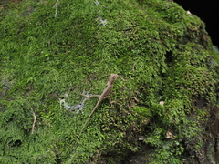 Diploderma swinhonis