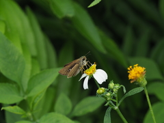 Caltoris cahira austeni