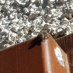 Philaeus chrysops