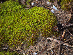 Syntrichia antarctica