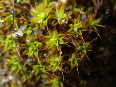 Syntrichia antarctica