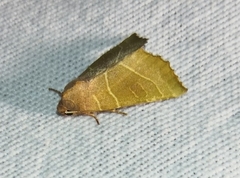 Atethmia algirica