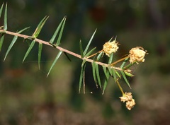 Acacia ulicifolia