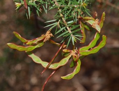 Acacia ulicifolia