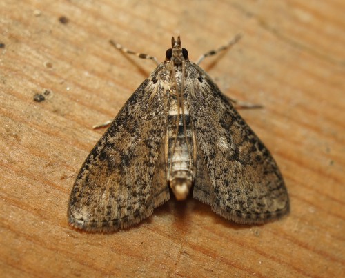 Palpita arsaltealis