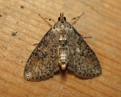 Palpita arsaltealis