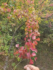 Pyrus communis caucasica