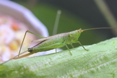 Conocephalus obtectus