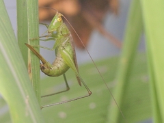 Conocephalus obtectus