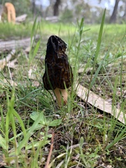 Morchella australiana
