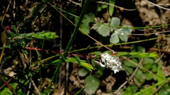 Euchaetis schlechteri