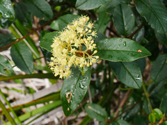 Pomaderris elliptica