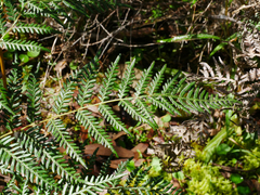 Pteridium esculentum esculentum