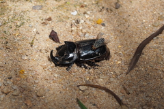 Trichogomphus mongol