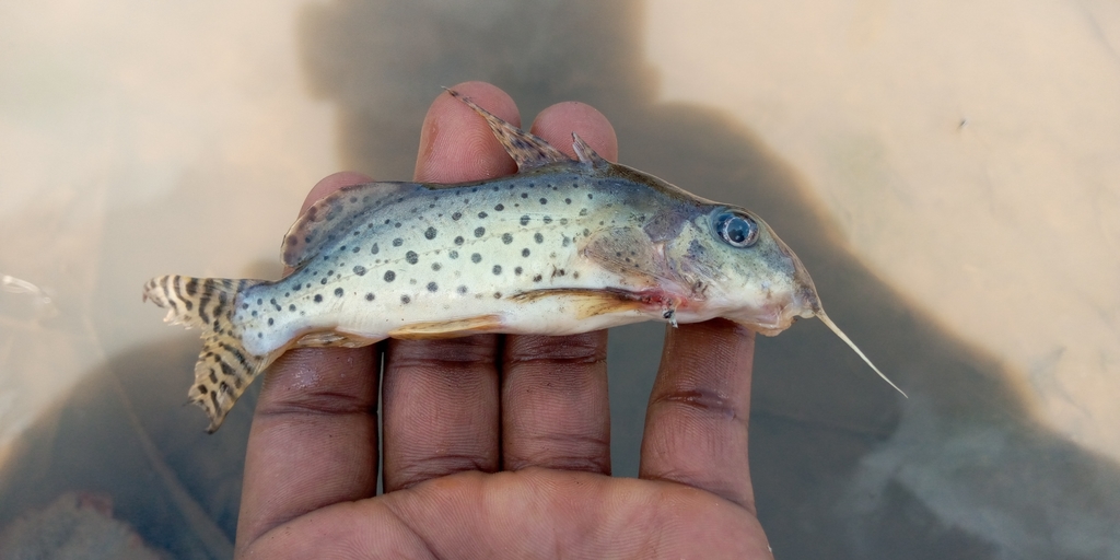 Synodontis ornatissimus — Mochokidae