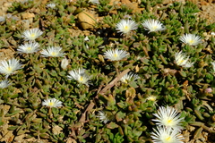 Mesembryanthemum paulum