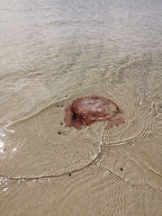 Chrysaora agulhensis