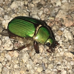 Chrysina lecontei