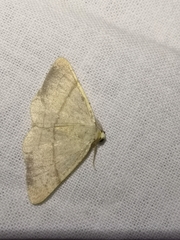 Adactylotis gesticularia