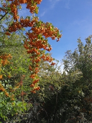 Pyracantha