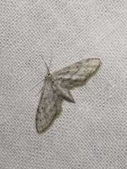 Idaea longaria