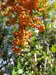 Pyracantha