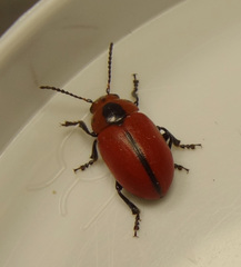 Entomoscelis suturalis