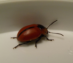 Entomoscelis suturalis