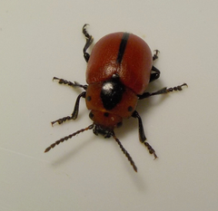 Entomoscelis suturalis