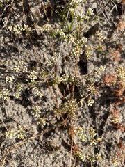 Adenogramma glomerata