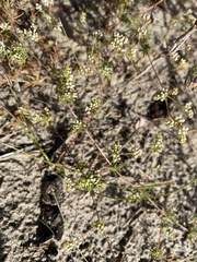 Adenogramma glomerata