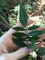 Polyscias sambucifolia