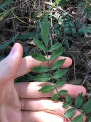 Polyscias sambucifolia
