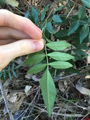 Polyscias sambucifolia
