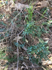 Polyscias sambucifolia