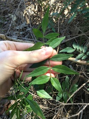 Polyscias sambucifolia