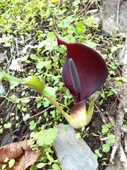Arum pictum