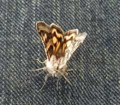 Drasteria petricola