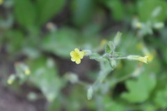 Erythranthe floribunda