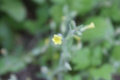 Erythranthe floribunda