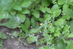 Erythranthe floribunda