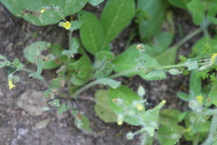 Erythranthe floribunda