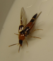 Lordithon lunulatus