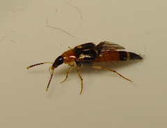 Lordithon lunulatus