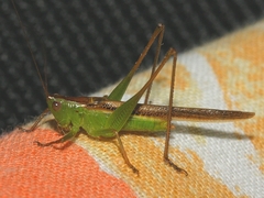 Conocephalus iris