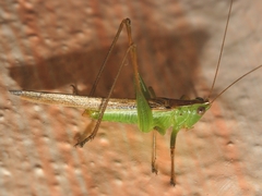Conocephalus iris