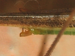Conocephalus iris