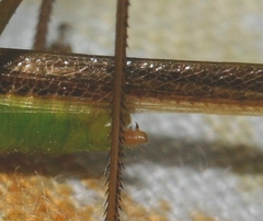 Conocephalus iris