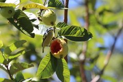 Pogoniulus bilineatus