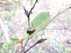 Lamprolina simillima
